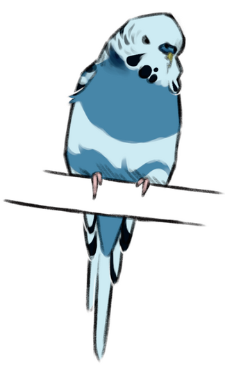 pet fullbody